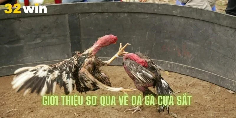 Khám phá phần giới thiệu của đá gà cựa sắt