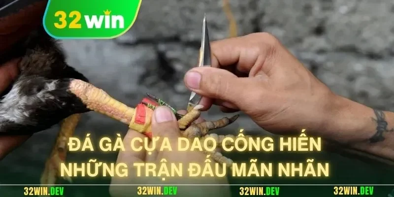 Đá gà cựa dao cống hiến những trận đấu mãn nhãn 