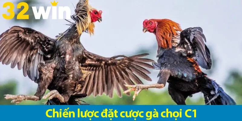 Các chiến lược chơi cá độ đá gà trực tiếp C1 hiệu quả cho bạn